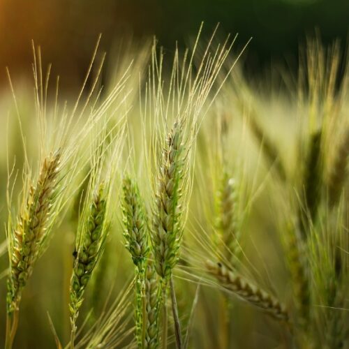 Spighe di grano