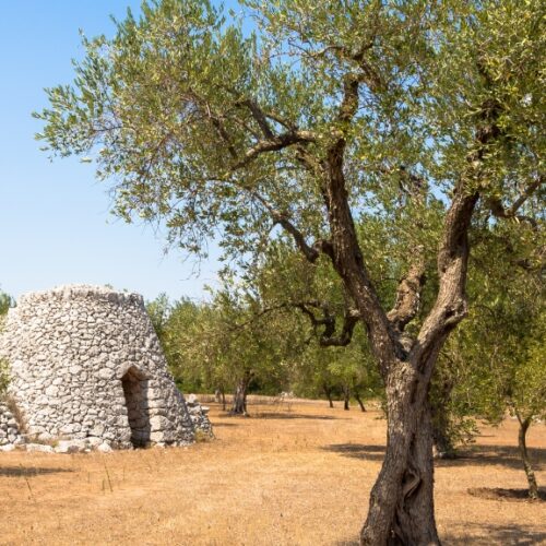 Gli ulivi, la terra rossa e i trulli della Puglia