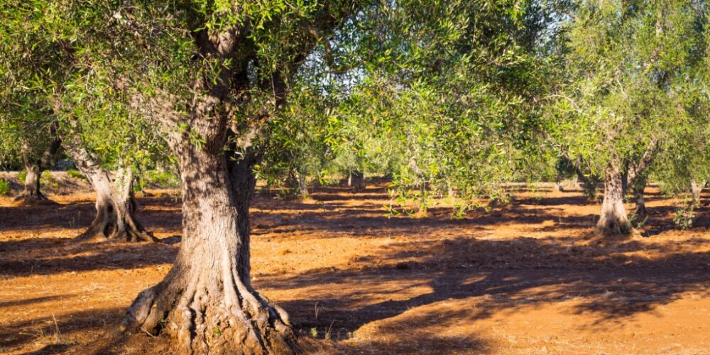Gli ulivi e la terra rossa della Puglia
